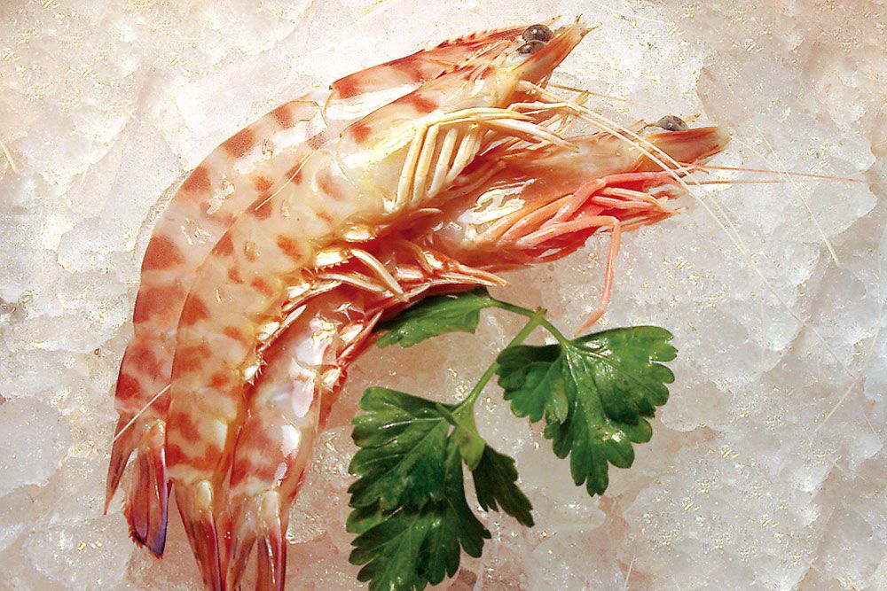 INTRODUCING CASTELLÓN