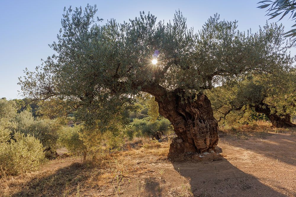 INTRODUCING CASTELLÓN